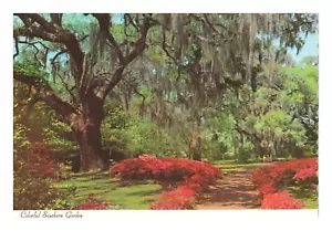 Postcard 4x6 Spanish Moss Southern Garden Flowers Pathway - Picture 1 of 2
