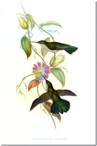 Vintage Hummingbird Art John Gould CANVAS PRINT~ Campylopterus Obscurus 8"X 12" - Picture 1 of 1