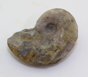 Ammonit, Pseudoaspidites muthianus, Trias, Smithian, Tsoteng, Guangxi,China-L500 - Picture 1 of 6