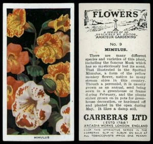 Mimulus #9 Flowers 1939 Carreras Ltd Cigarette Card - Picture 1 of 1
