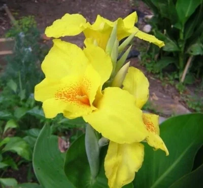 YELLOW CANNA LILLY 2 Rhizomes - Image 1 of 4