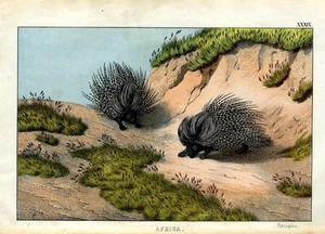 1860 Instructive Picture Book HC LITHOGRAPH african porcupine - Picture 1 of 3
