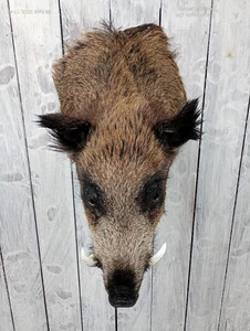 Wildschwein Schwein Schulter Kopf Stoßzähne Schädel Taxidermie Wohndeko Wissenschaft Bildung - Bild 1 von 13