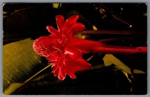 Torch Ginger Hawaii Postcard - Picture 1 of 2
