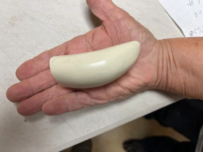 Diente réplica de cachalote en blanco listo para scrimshaw #0 Foto 1 de 3