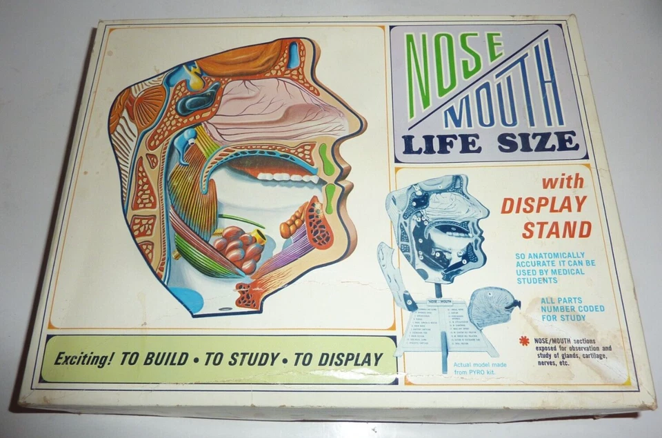 Vintage 1968 Pyro Nose Mouth Anatomy Life Size Model Kit Unassembled - Image 1 of 4