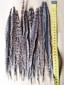 30 x Fasanenfedern Feder  28 cm lang Federkiel Vogelfedern Schreibfeder Basteln - Bild 1 von 7