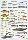 Poster Süßwasserfische Deutschlands, Krebse und Muscheln – BAYERN 2023