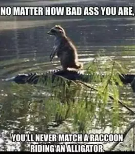 Funny Raccoon refrigerator magnet 3 1/2 x 4 1/2 " - Picture 1 of 1
