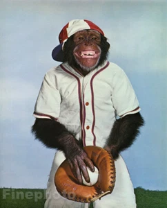 1959 Vintage MONKEY HUMOR Chimpanzee BASEBALL Player Glove Mitt Photo On 12x16 - Picture 1 of 1