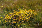 Photo 6x4 Wild Flowers on Cliff Top near Brook Bay, Isle of Wight Brookgr c2009