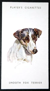 SMOOTH FOX TERRIER Vintage 1955 Portrait Card GE28M - Picture 1 of 2