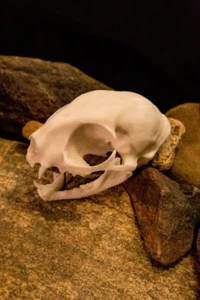 Domestic Cat Skull - high quality replica - FREE world wide shipping. - Bild 1 von 2