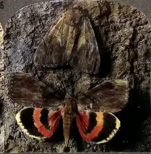 Protective Coloration Moth Moths Series Keystone Antique Stereoview Photograph  - Picture 1 of 4