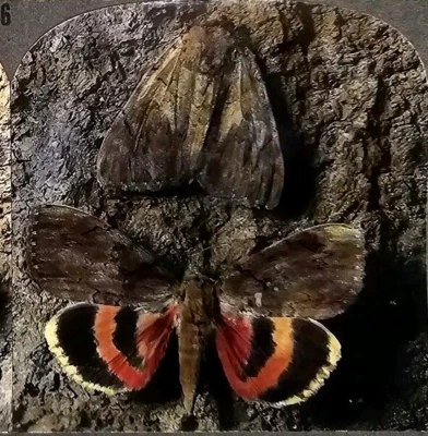 Protective Coloration Moth Moths Series Keystone Antique Stereoview Photograph  - Image 1 of 4