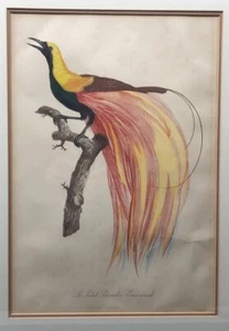 Vintage Mid Century Jacques Barraband "Le Petit Paradis Emeraude" handkoloriert - Bild 1 von 14