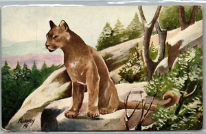 Cat - Mountain Lion or Cougar - Vintage Postcard TT1 - Picture 1 of 2