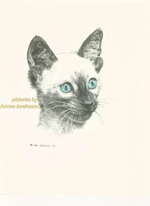 110 SIAMESE KITTEN teenager *  cat art print * pen & ink drawing by Jan Jellins - Picture 1 of 1