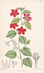 Hibiscus Aponeurus África Blume Botanik flor botánica litografía Curtis 8231 - Imagen 1 de 1