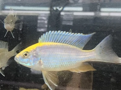 3" Male Sulfurhead (Aulonocara sp.) African Cichlid Fully Colored Very Nice  - Image 1 of 4
