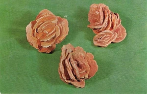 Postkarte OK: Barytrosen, Norman, Oklahoma - Bild 1 von 2