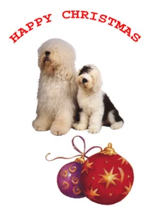 OLD ENGLISH SHEEPDOG SINGLE DOG PRINT GREETING CHRISTMAS CARD - Foto 1 di 1