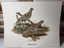 Don Balke Ruffed Grouse Game Bird 11 X 14" Vintage Fine Art Print