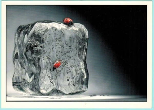 Defrost the Fridge! Lady Bug in Ice Cube Russian postcard - Foto 1 di 2