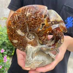 915g Rare! Natural Tentacle Ammonite FossilSpecimen Shell Healing Madagasca - Picture 1 of 10