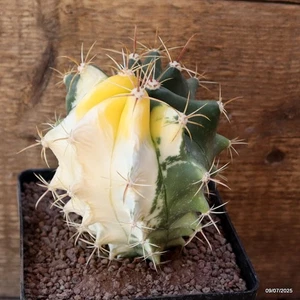 D5186 FEROCACTUS HYBRID VARIEGATED pot12-H13-W10 cm MaMa Cactus - Picture 1 of 4
