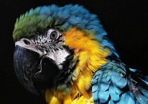 MACAW PARROT - Wild Birds Poster Picture Print Sizes A5 to A0 **FREE DELIVERY** - Bild 1 von 7