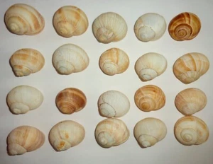 20schöne Weinberg - Schneckenhäuser - Einsiedlerkrebs - Bild 1 von 1