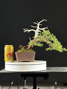Itoigawa Shimpaku Juniper Bonsai - Picture 1 of 11