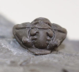 Trilobit, Flexicalymene senaria, Ordovizium, Ontario, Kanada -b781 - Picture 1 of 11