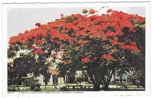 Vintage Florida Chrome Postcard Royal Poinciana Tree In Full Bloom Residential - Picture 1 of 2