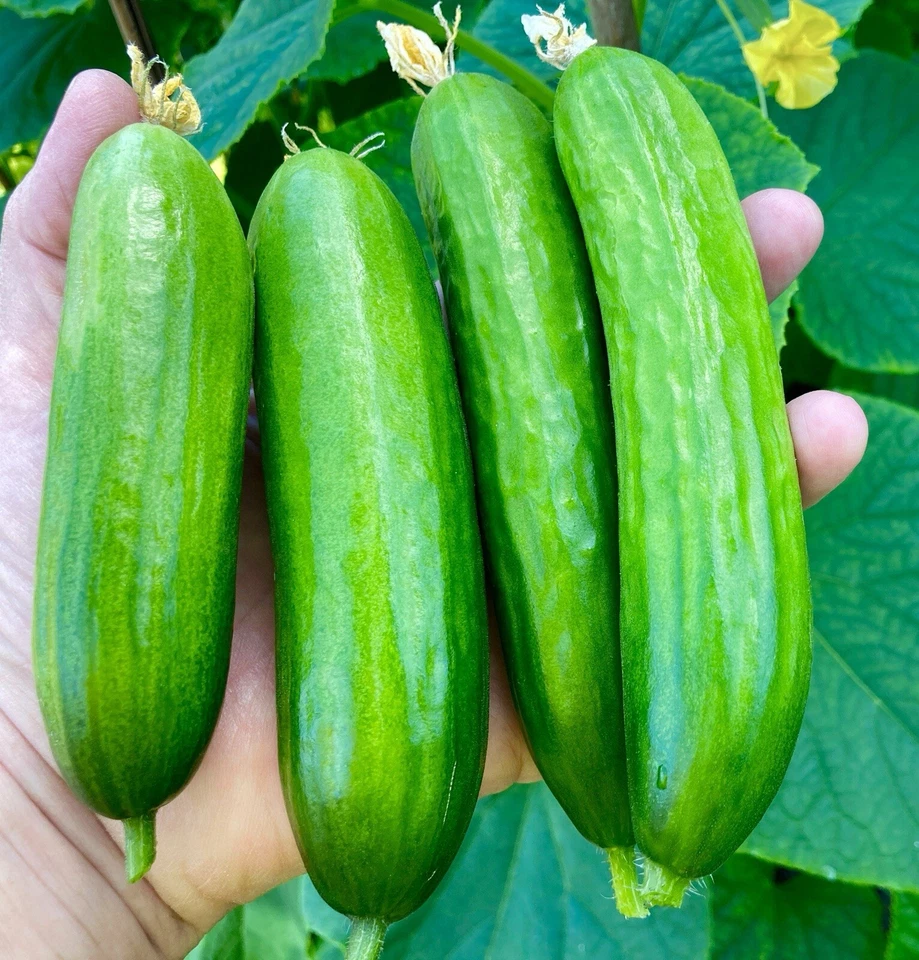 10x Cucumber Mini Munch Seeds - Grow Indoors & Outdoors - Vegetable - Image 1 of 1