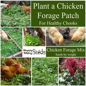 CHICKEN FORAGE MIX 100g-4kg Seeds GROW YOUR OWN spring summer HEALTHY CHOOKS - Picture 1 of 9