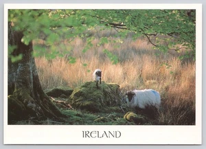 Ireland Sheep Baby Lamb Under Tree Tall Grass Postcard - Picture 1 of 2