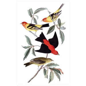 IMÁN NEVERA John J Audubon Louisiana Tanager Escarlata Tanager, Birds of America - Imagen 1 de 7