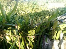 Dragon Fruit Cuttings tarlac city