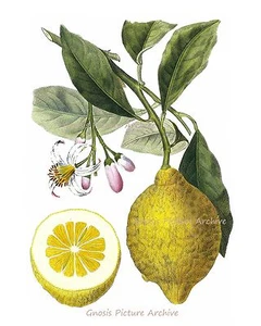 De colección Botánico Estampado de Fruta No. 9 Amarillo Limonero Arte Colgante Pared Decoración del Hogar - Imagen 1 de 6