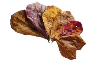 Small Indian almond leaves 5inch - 6inch Catappa, Ketapang for shrimp Beta Fish - Picture 1 of 6