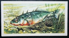 THREE-SPINED STICKLEBACK    Vintage Fish Card   RC17