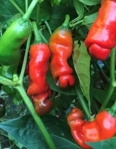 Red Peter Pepper Seeds | Hot - Picture 1 of 1