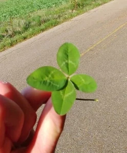 🍀LUCKY REAL Original 4 Blatt Kleeblatt 🍀Frisch Handverlesen In Tennessee RAR!  - Bild 1 von 5