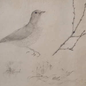 Estrangulador estudio de aves estudio de animales lápiz dibujo siglo 20 - Imagen 1 de 4