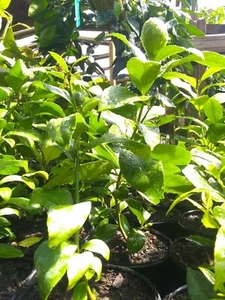 Meyer Lemon Tree in 1 gallon pot - Picture 1 of 1