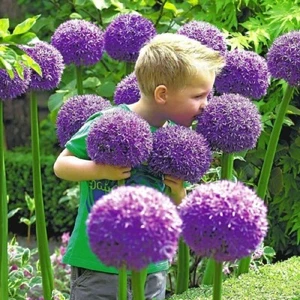 Giant Garlic, Gladiator Allium Bulb clove seeds Fresh Harvest Healthy USA Garlic - Picture 1 of 2