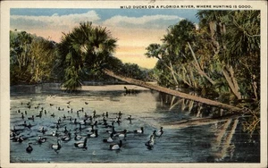 Postal de colección de patos salvajes del río Florida buena caza años 20 sin usar - Imagen 1 de 2