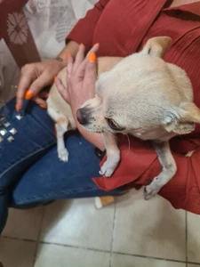 Cane Chihuahua Femmina di 3 Anni - Foto 1 di 1